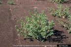 Amaranthus albus