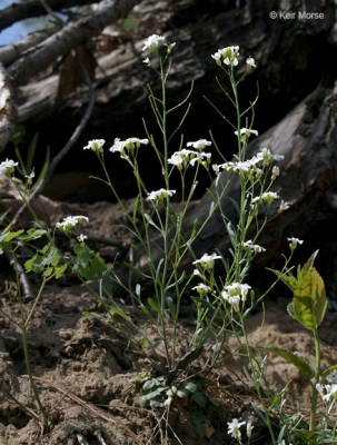 Arabidopsis lyrata