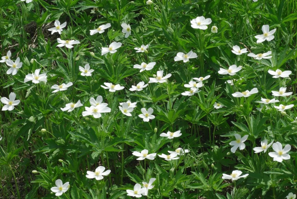 Anemone canadensis