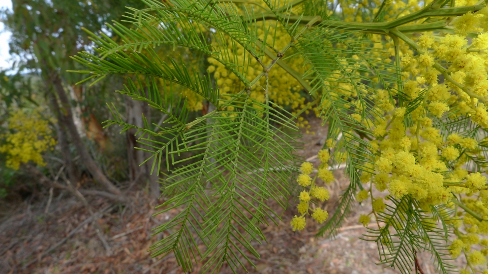 Acacia decurrens