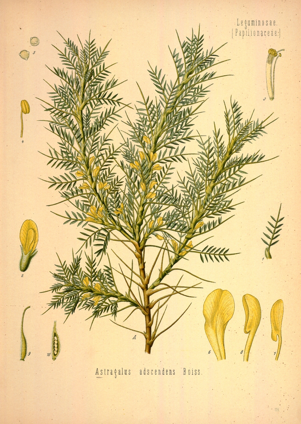 Astragalus brachycalyx