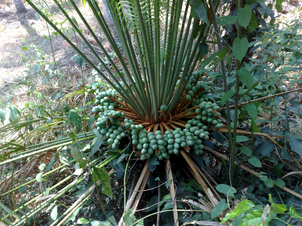 Cycas circinalis