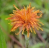 Agoseris aurantiaca