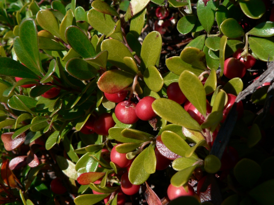 Arctostaphylos uva-ursi