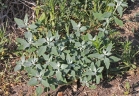 Chenopodium berlandieri