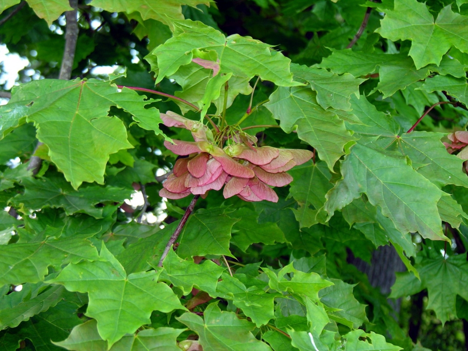 Acer platanoides