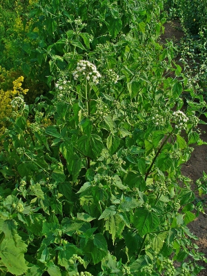 Ageratina aromatica