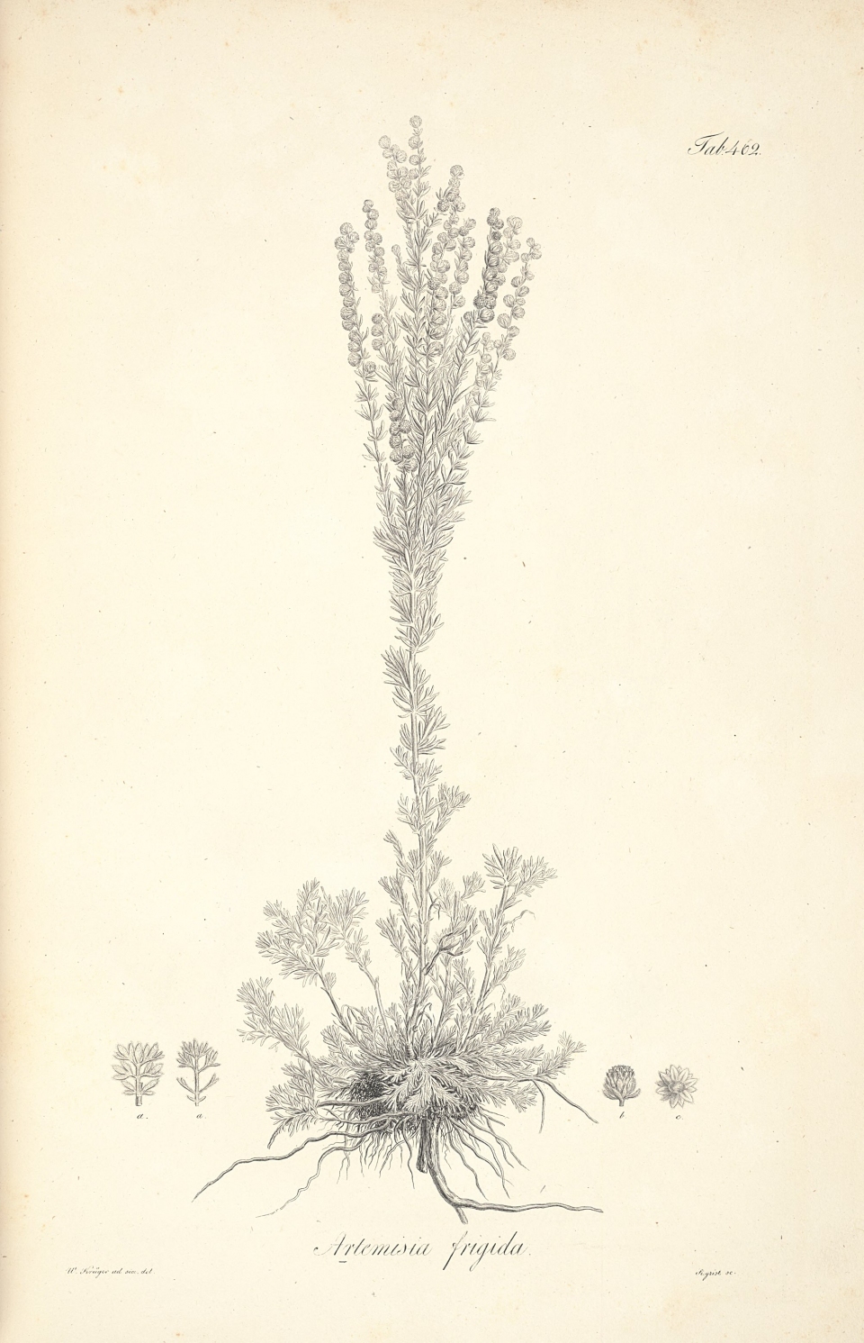 Artemisia frigida