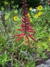 Erythrina herbacea