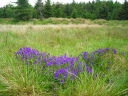 Viola riviniana