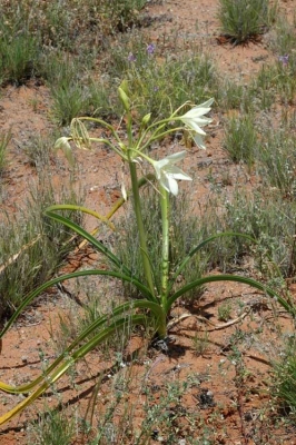 Crinum flaccidum