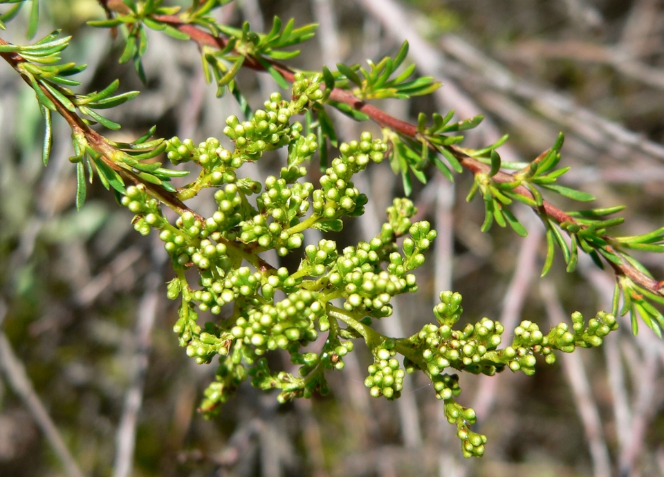 Adenostoma fasciculatum