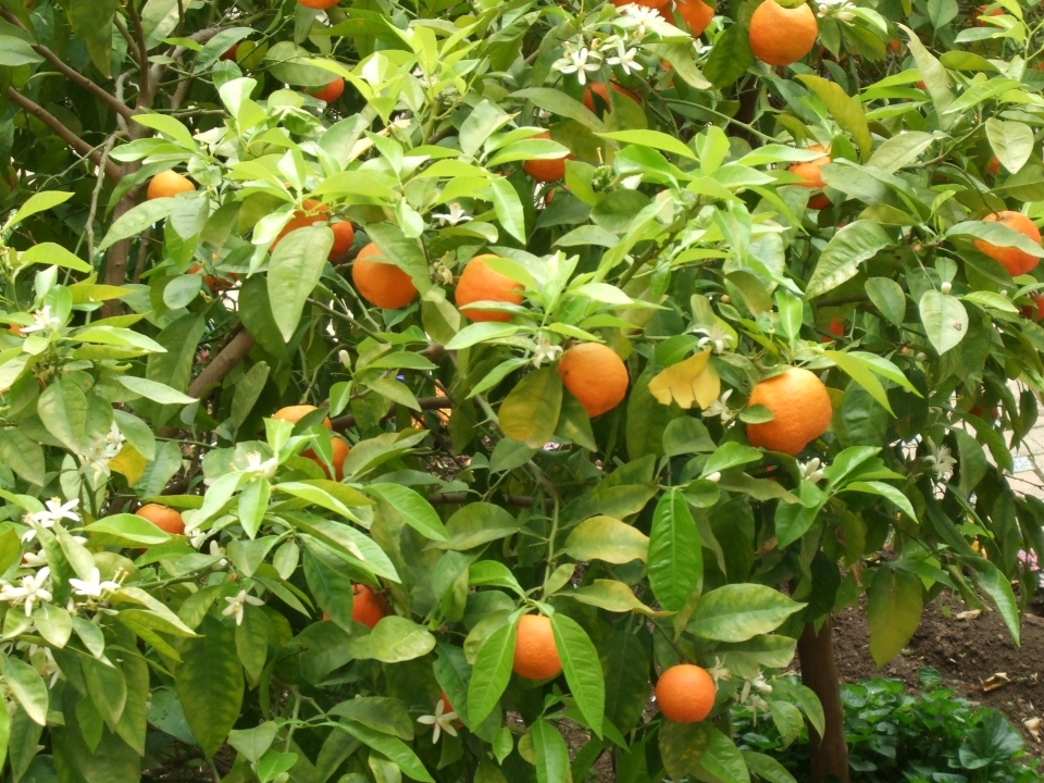 Citrus aurantium