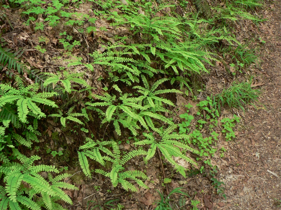 Adiantum aleuticum