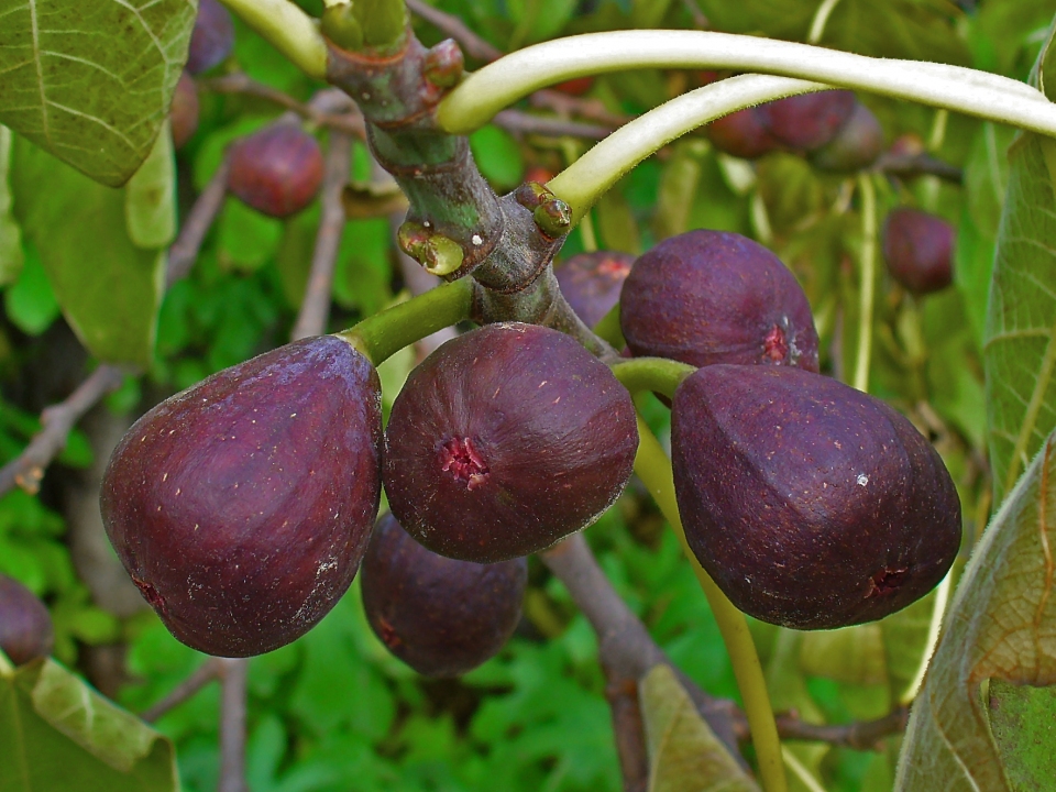 Ficus carica