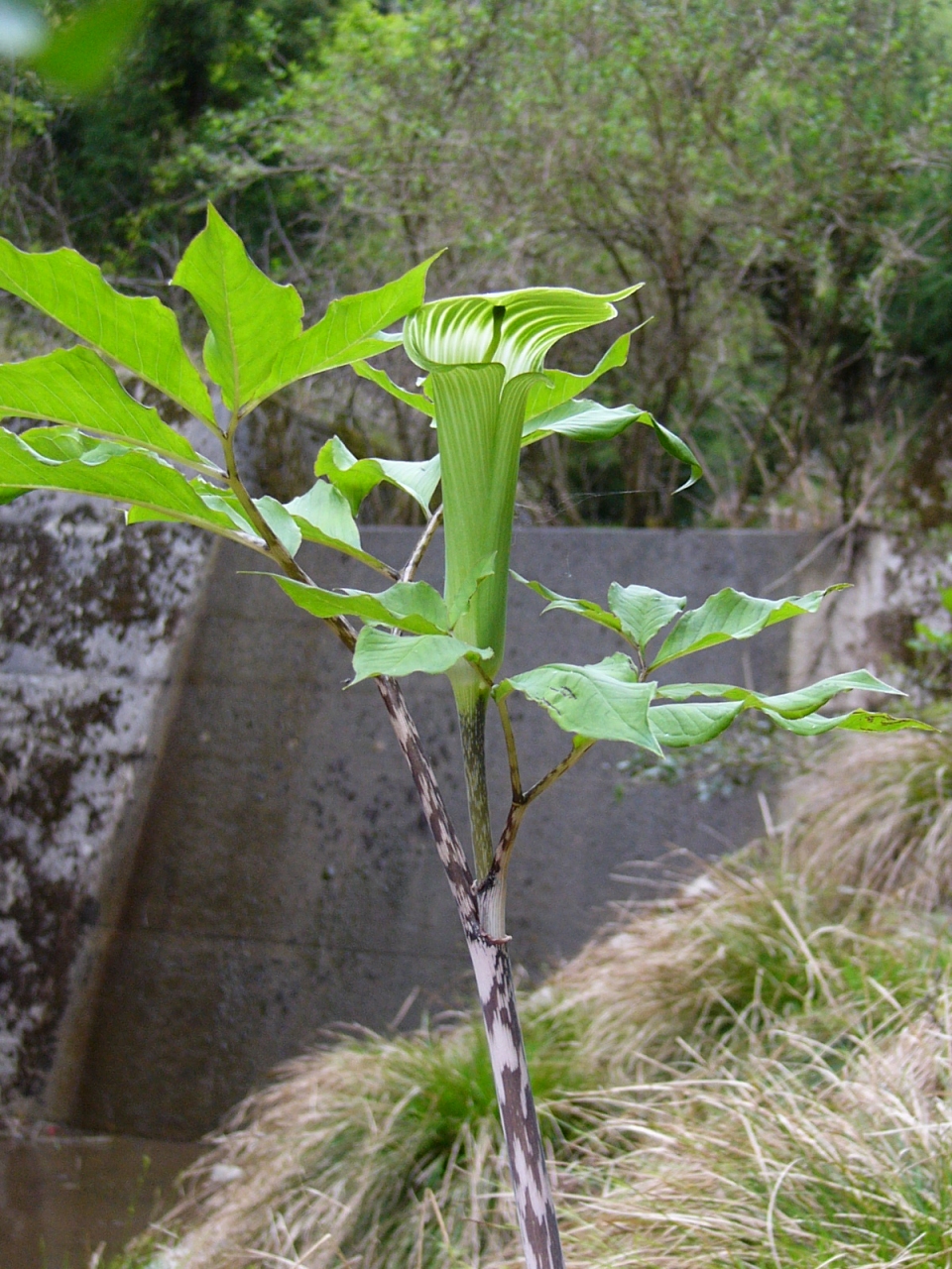 Arisaema serratum