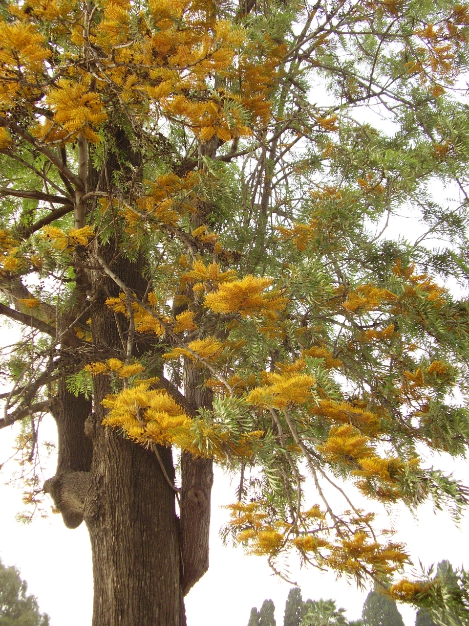 Grevillea robusta