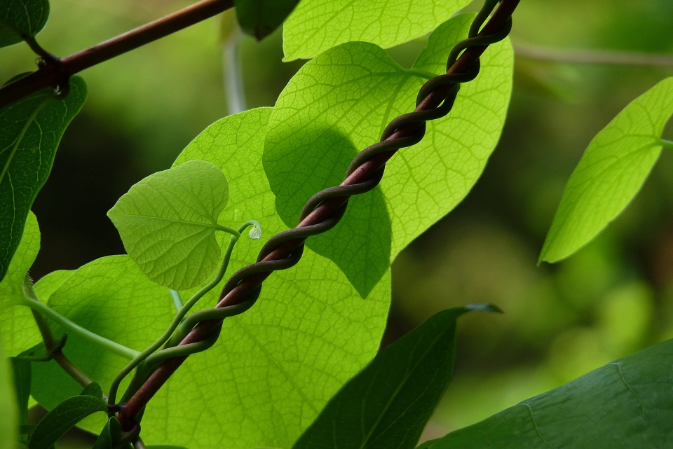 Aristolochia macrophylla