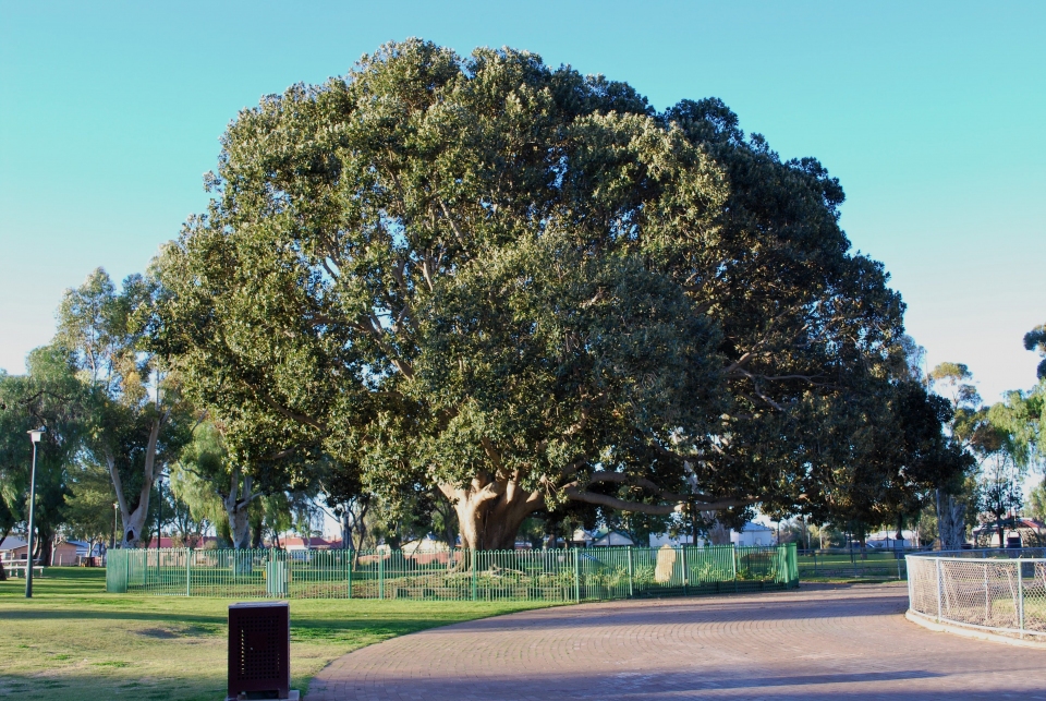 Ficus macrophylla