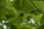 Liquidambar formosana