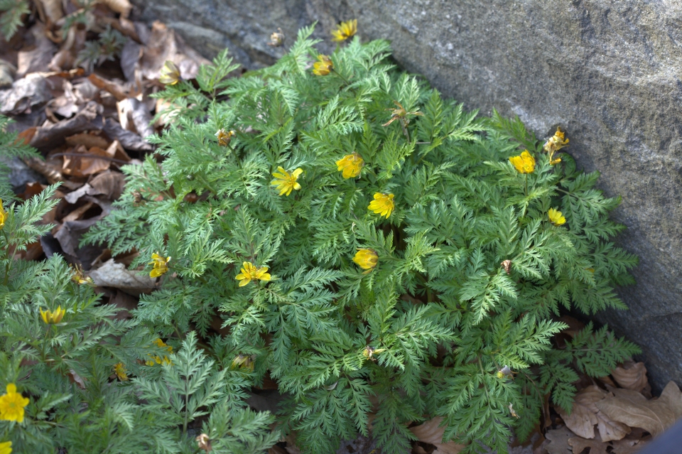 Adonis amurensis