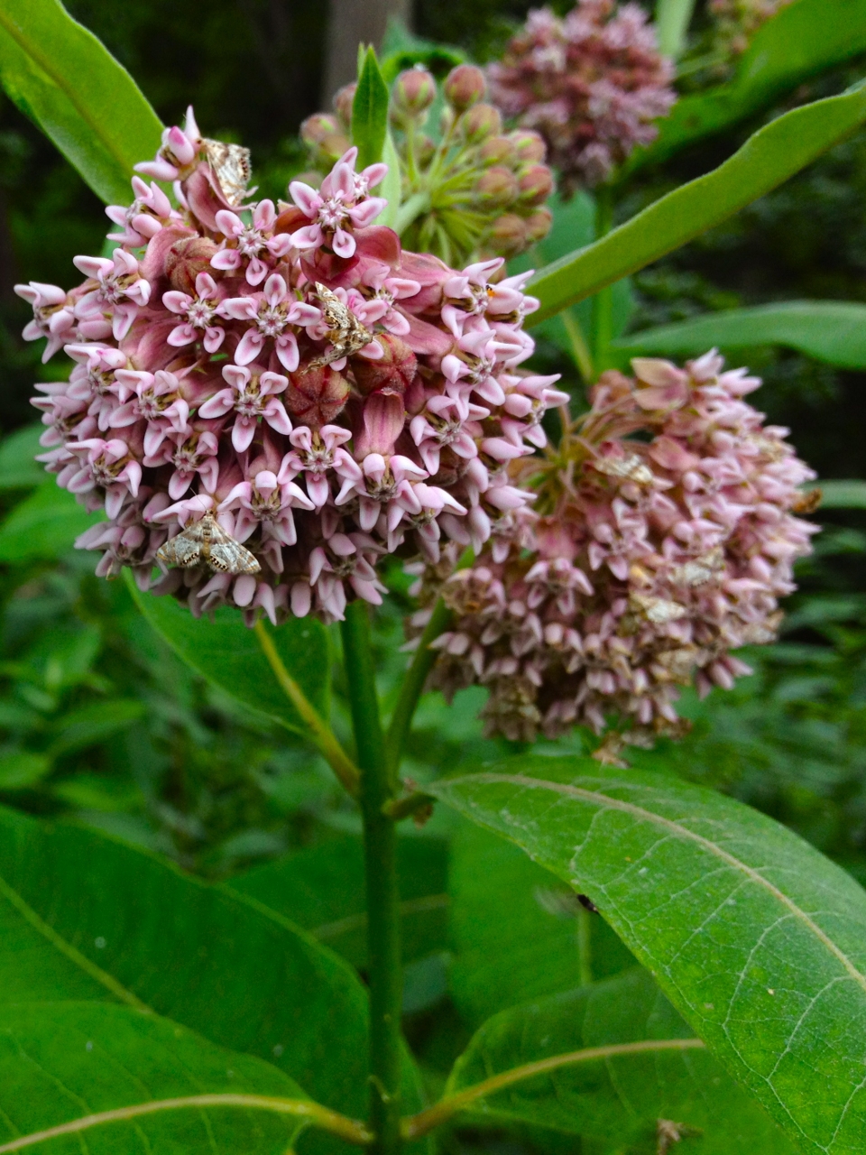 Asclepias syriaca