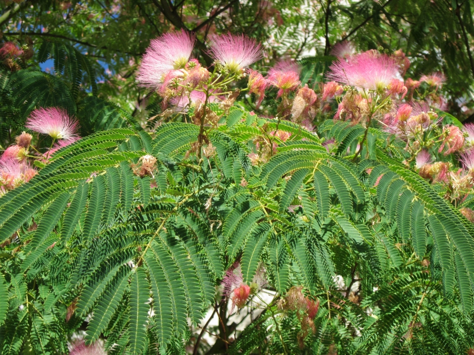 Albizia julibrissin