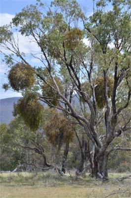 Amyema pendula