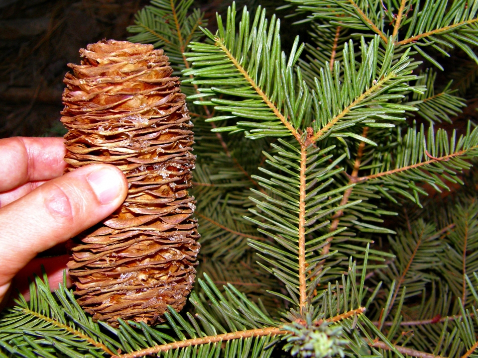 Abies concolor