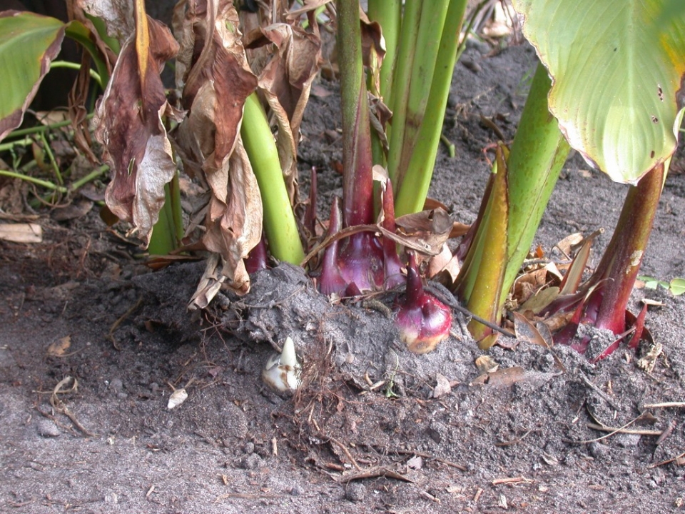 Canna edulis