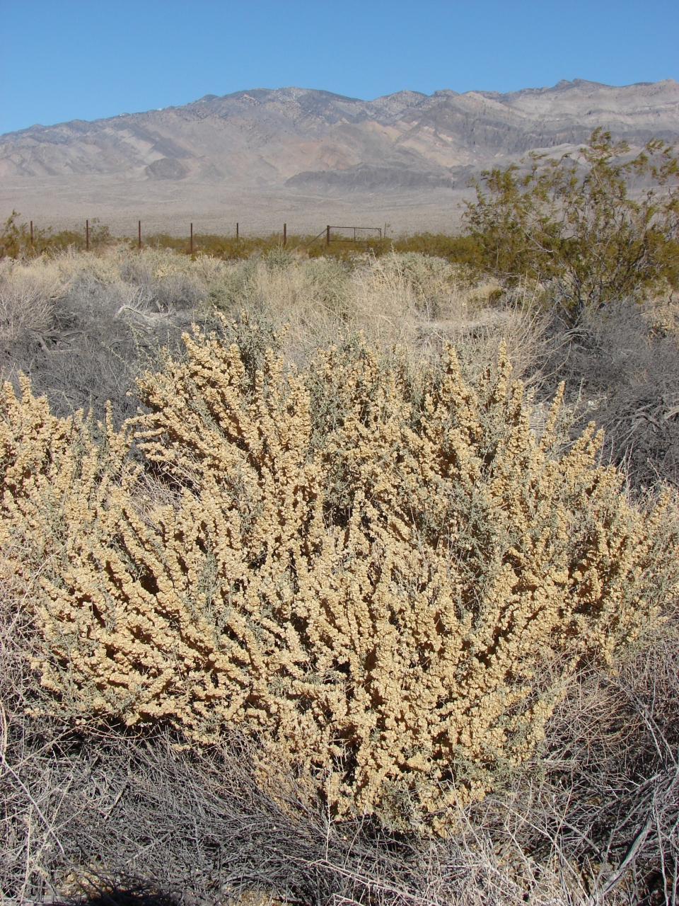 Atriplex lentiformis