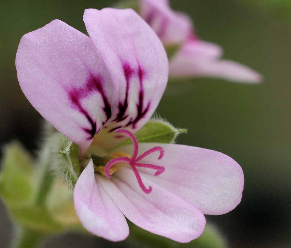 Pelargonium odoratissimum