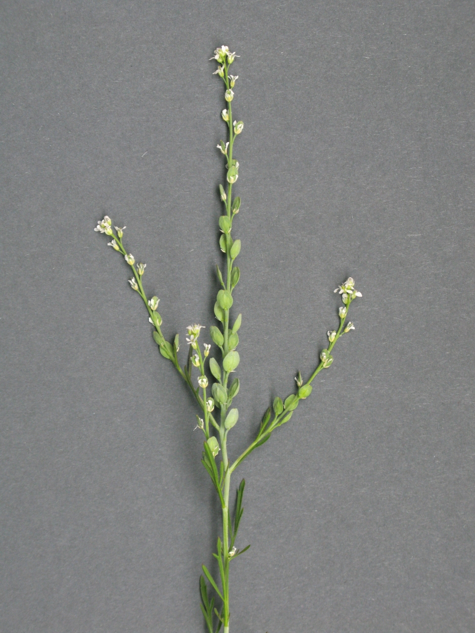 Lepidium sativum