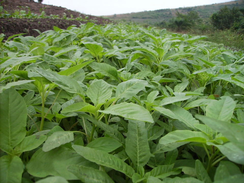 Amaranthus cruentus