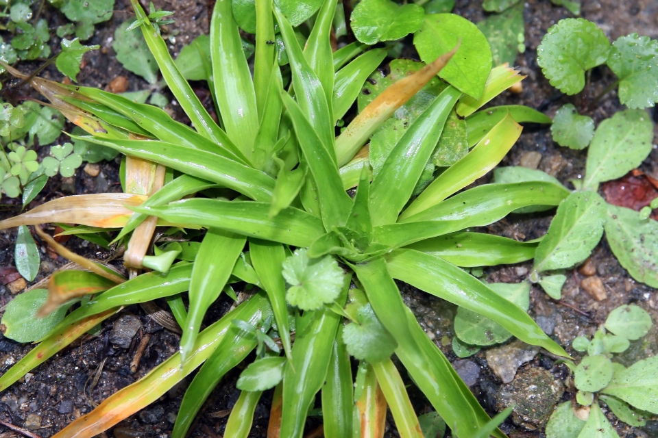 Aletris farinosa