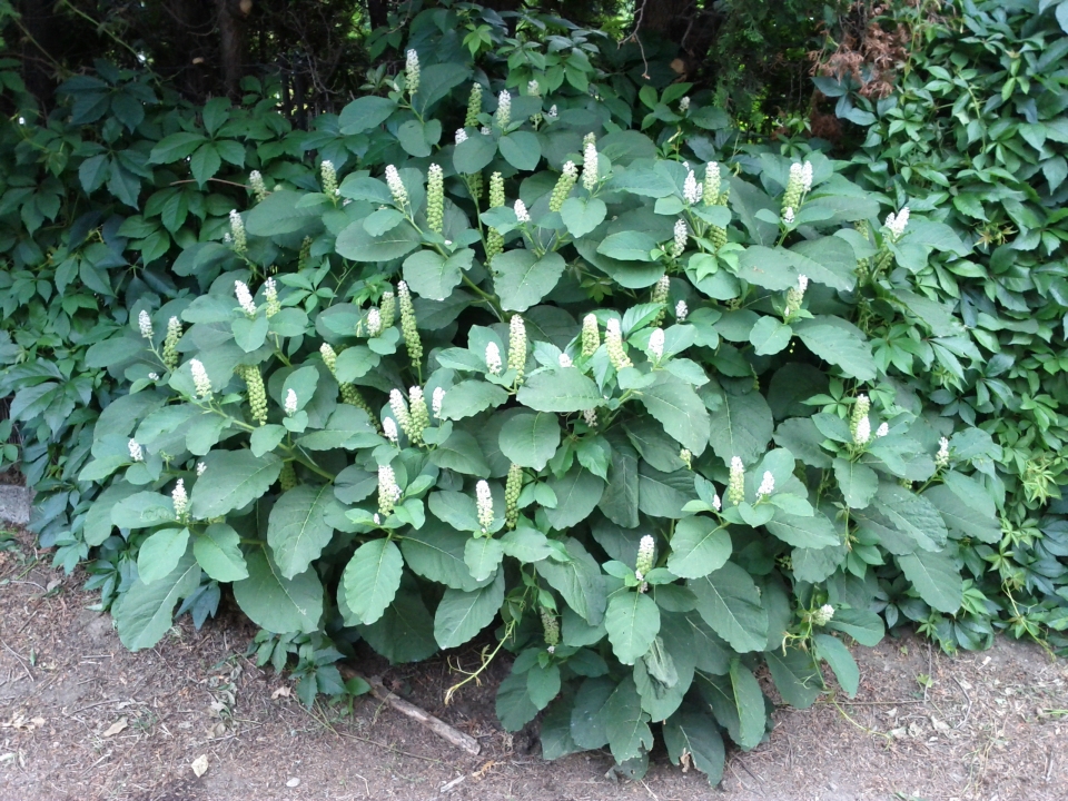 Phytolacca acinosa