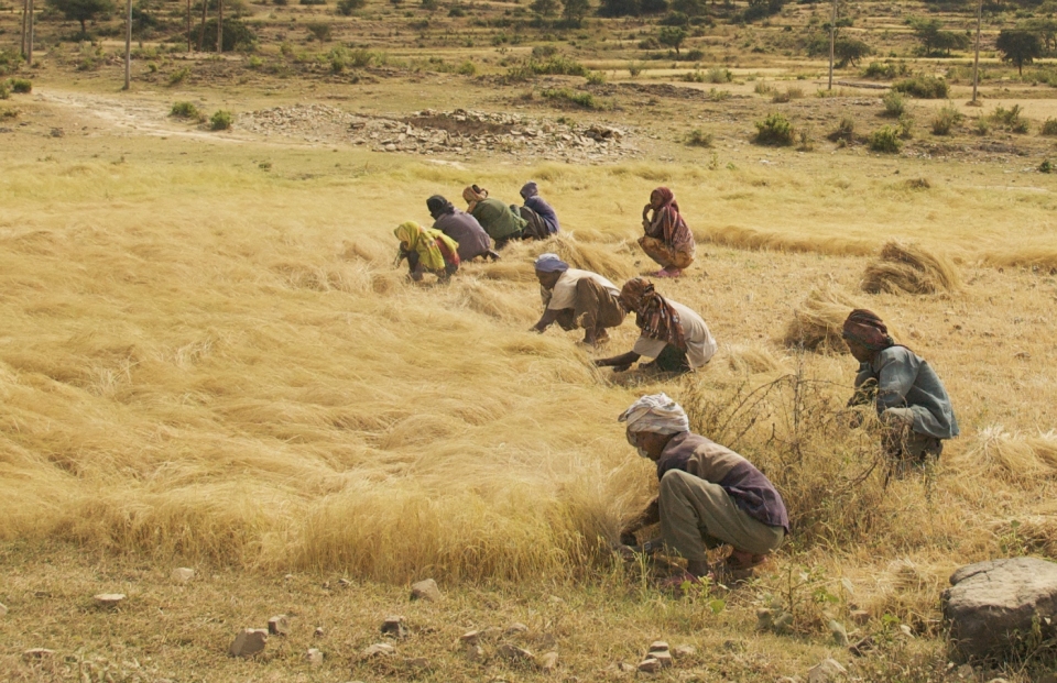 Eragrostis tef