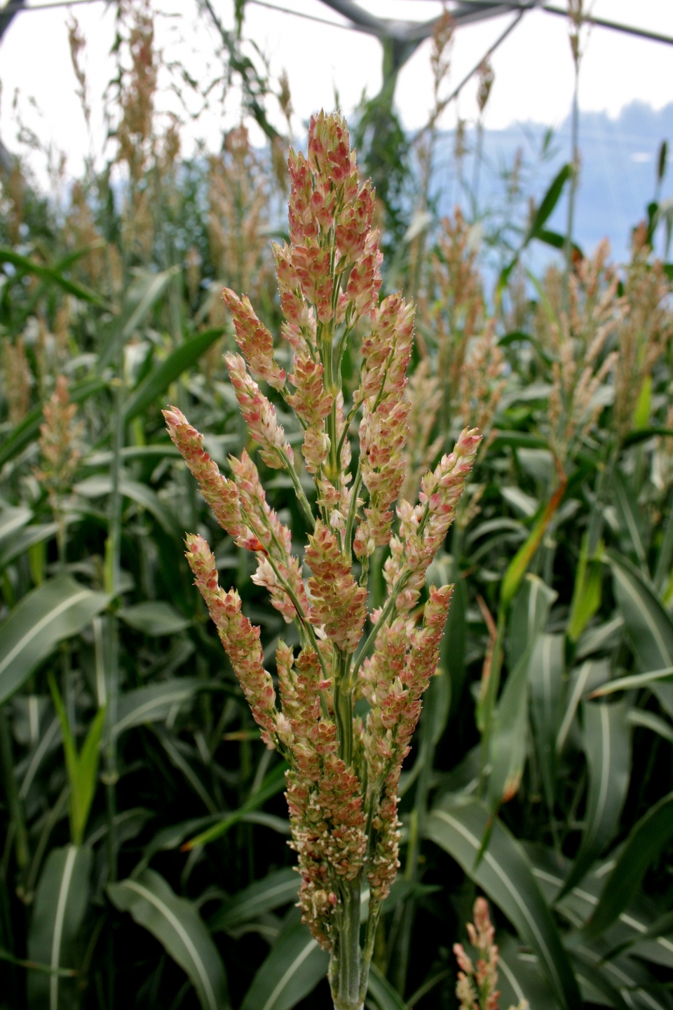 Sorghum bicolor