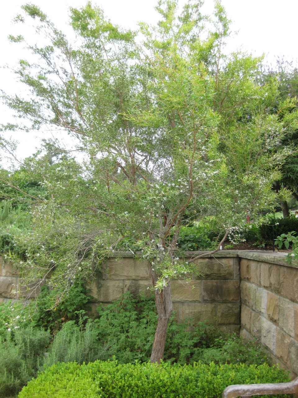 Leptospermum petersonii