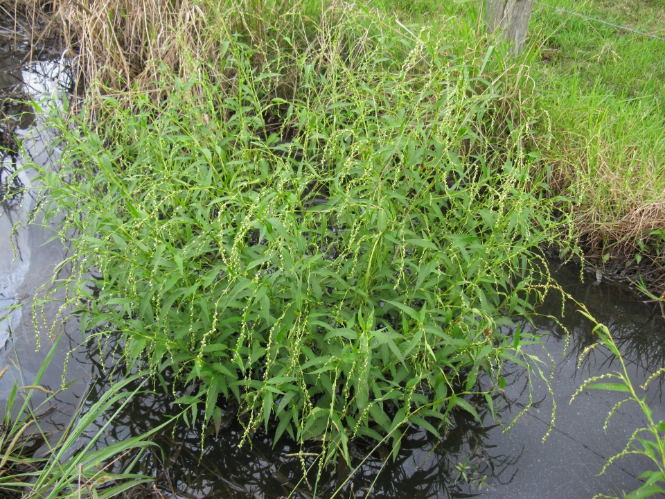 Persicaria hydropiper