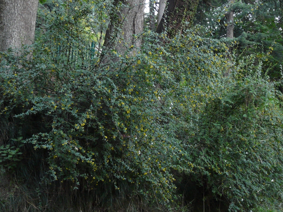 Berberis aristata