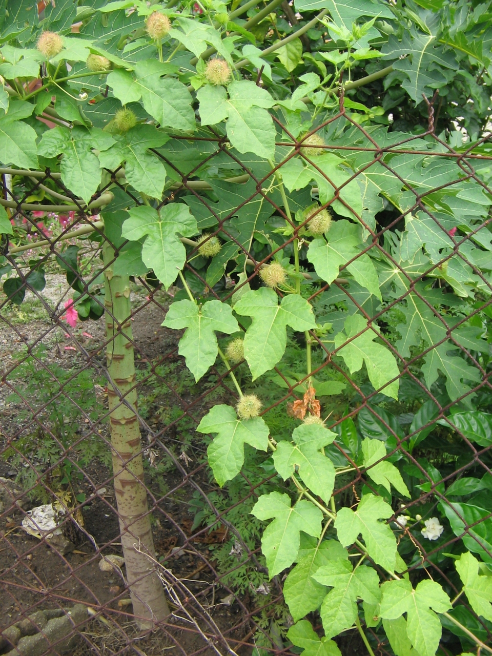 Passiflora foetida