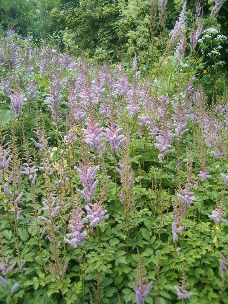 Astilbe rubra