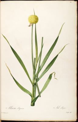 Allium obliquum