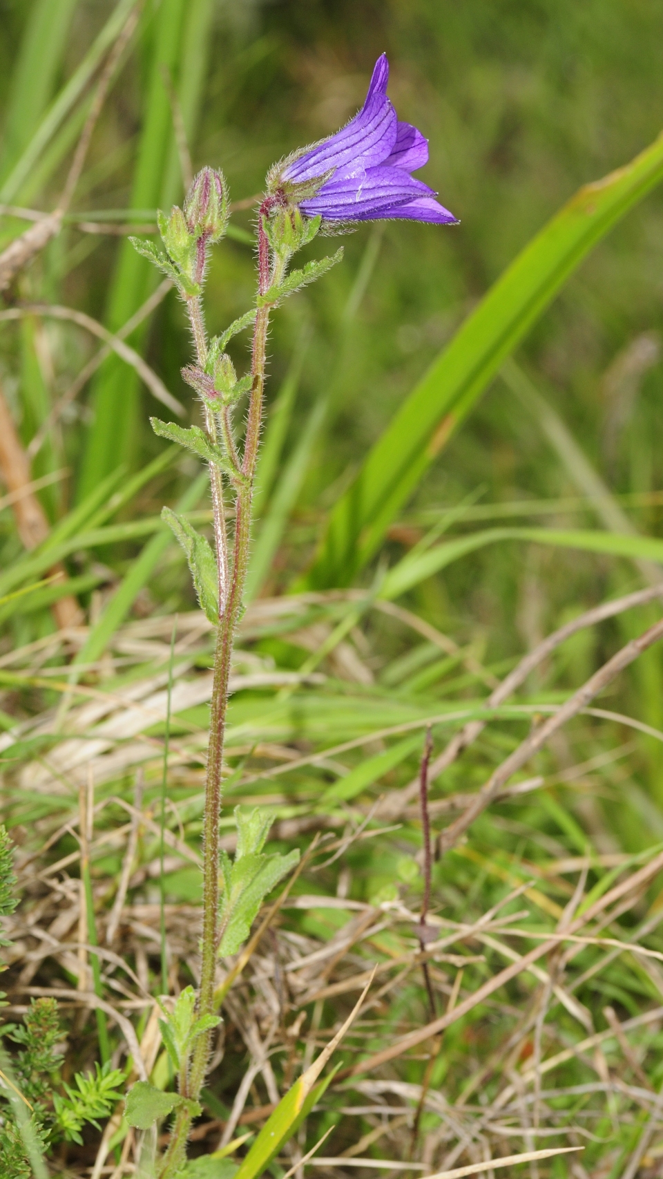 Campanula edulis