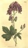 Aconitum uncinatum