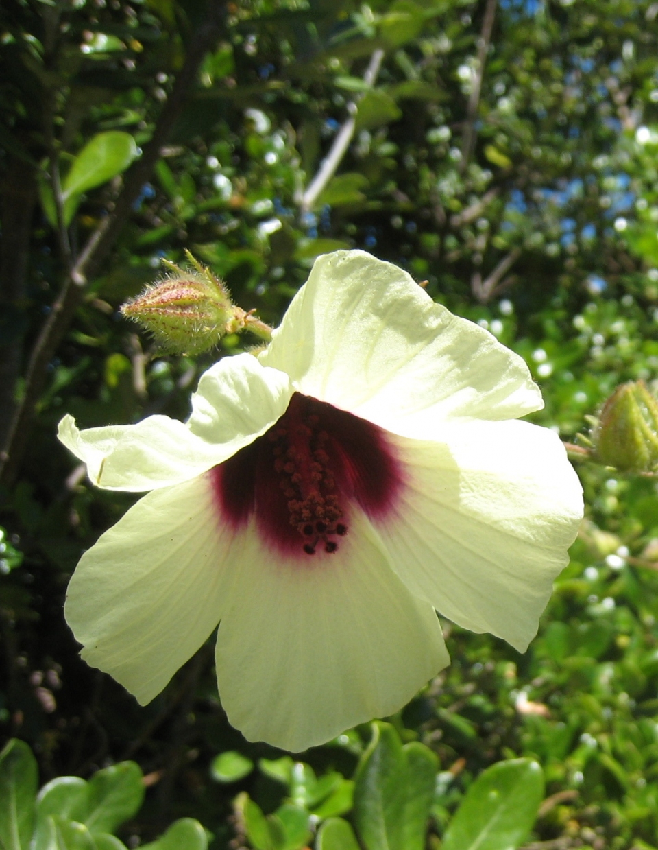 Hibiscus diversifolius