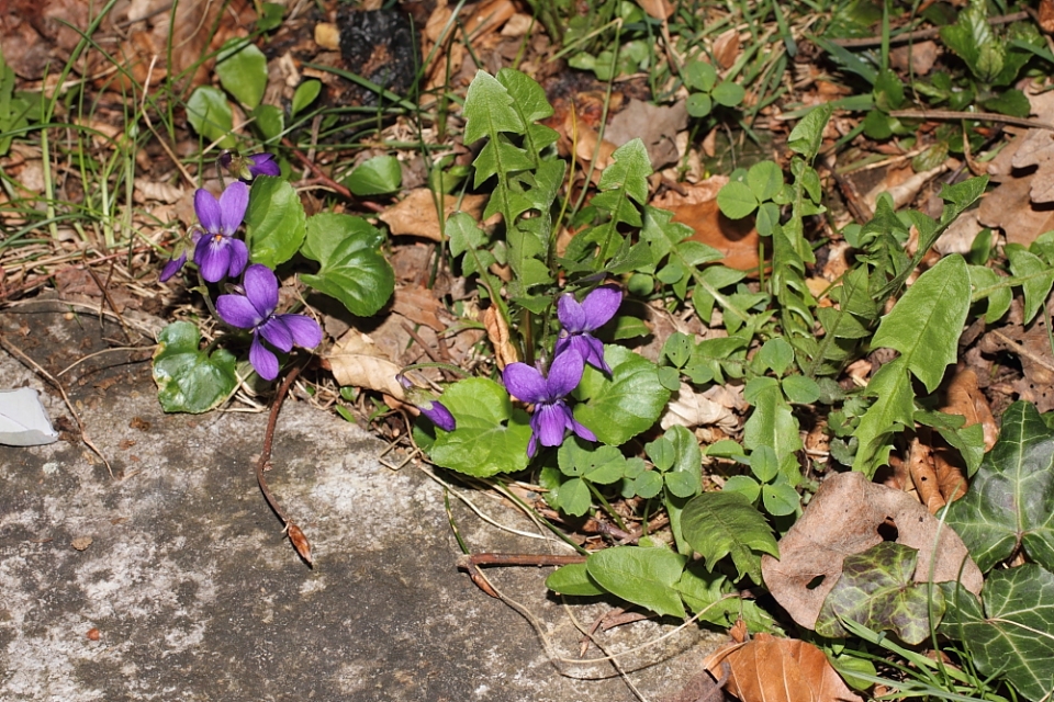 Viola odorata