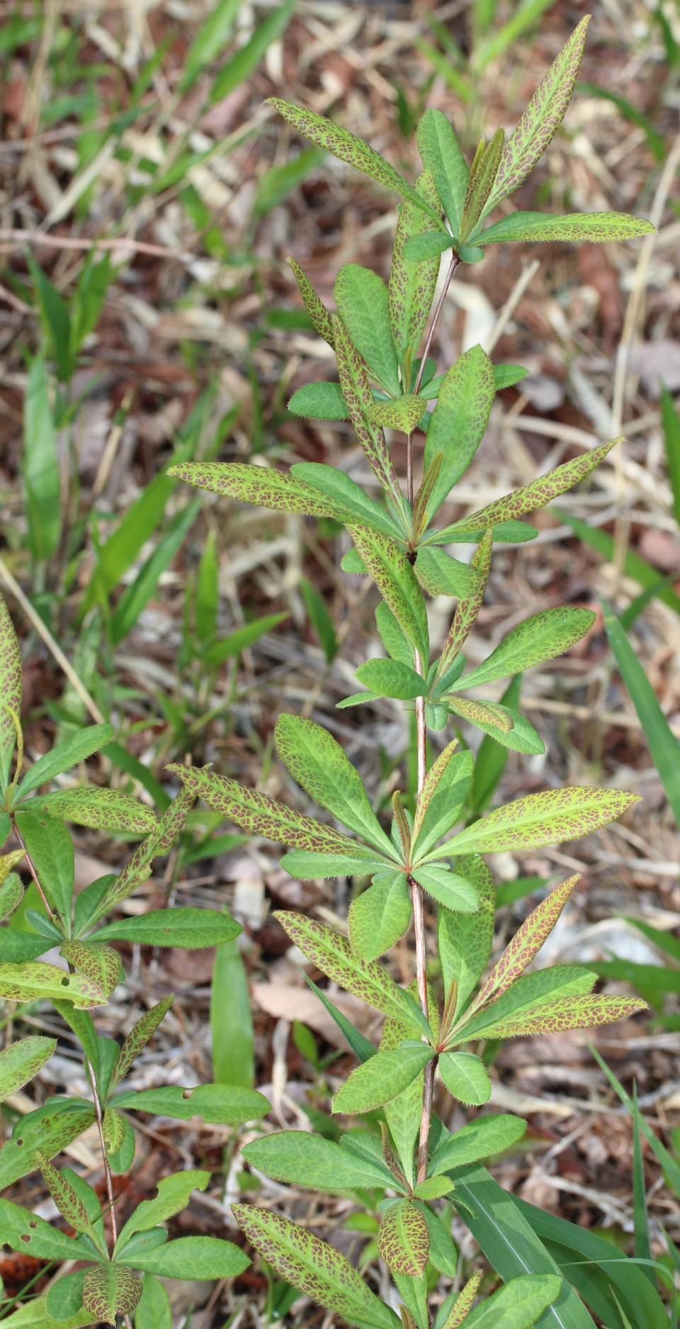 Berberis sieboldii