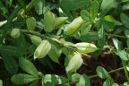 Baptisia australis